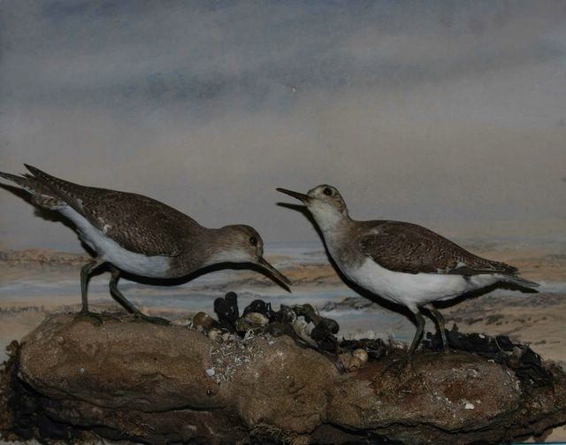 pengreensand [640x480].jpg